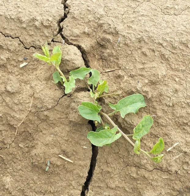 Field Bindweed