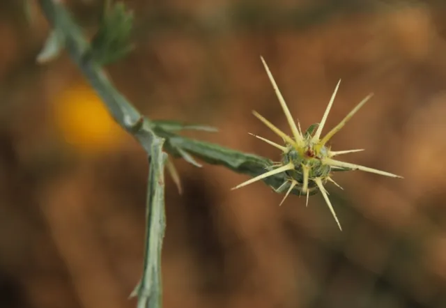 starthistle