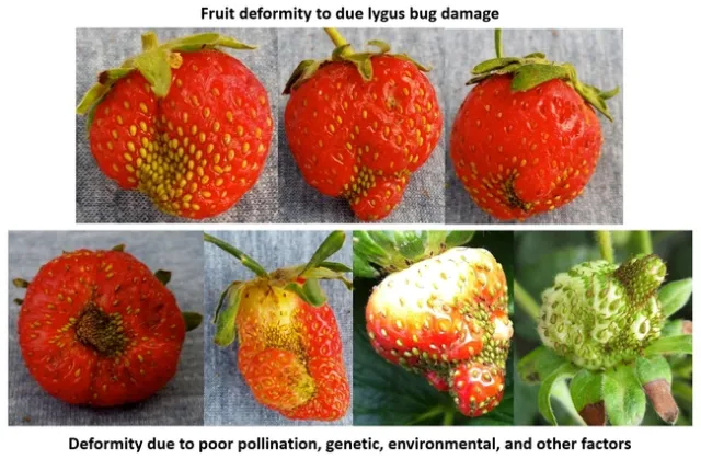 Lygus and non-lygus damage