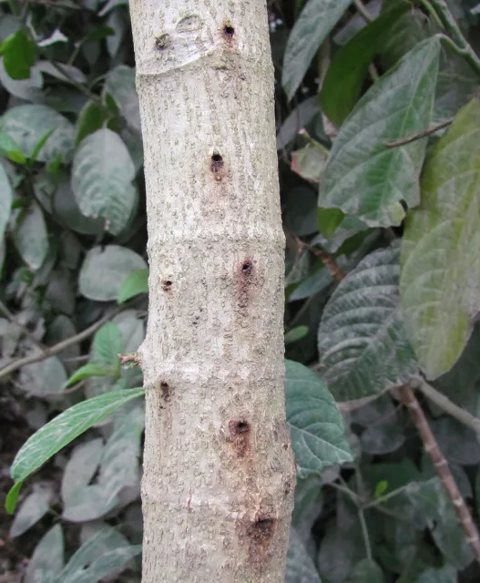 Staining on castor bean from PSHB infestation. Source: Akif Eskalen, UCANR