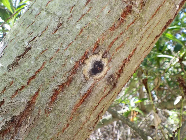 Staining and frass around a PSHB entry-hole on red willow. Source: Monica Dimson, UCCE
