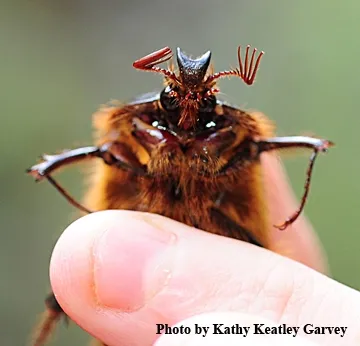 The rain beetle burrows out of the soil with its shovel-like apparatus. (Photo by Kathy Keatley Garvey)