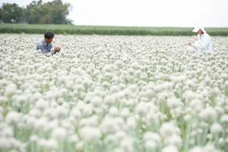 onion2