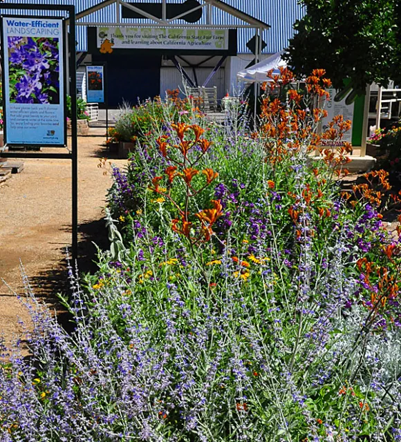 Water-efficient plants - click to enlarge