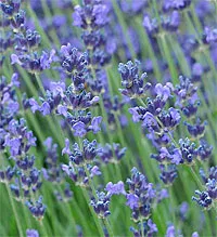 Lavender