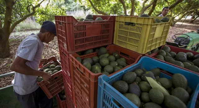 Avocados