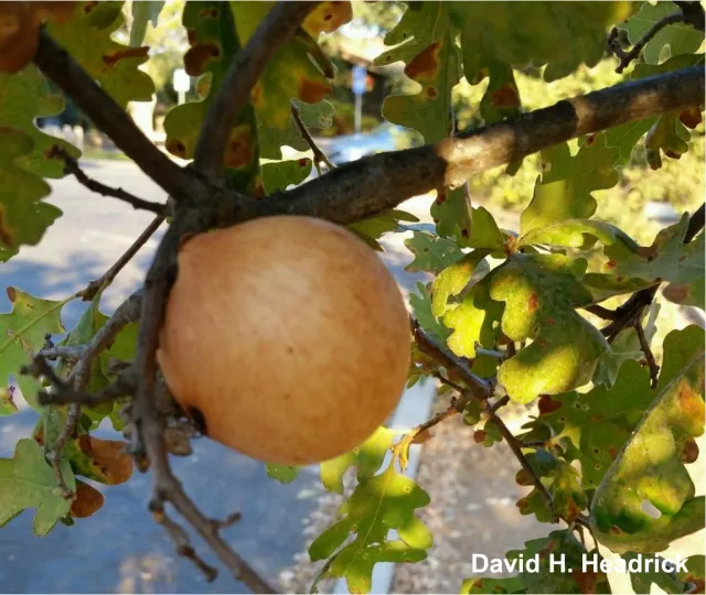 Gall 1(2)