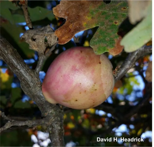 Gall 1