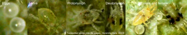 TSSM Life stages