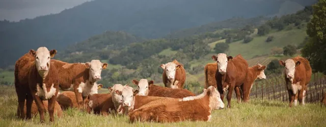 cows banner