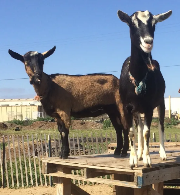 goats1 - 1 (1)