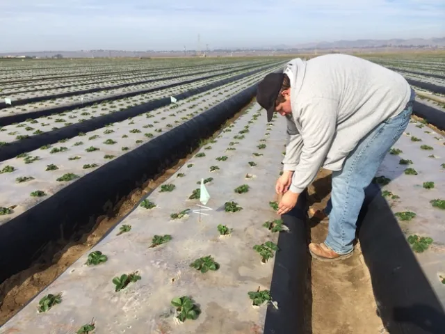 Plant measurements