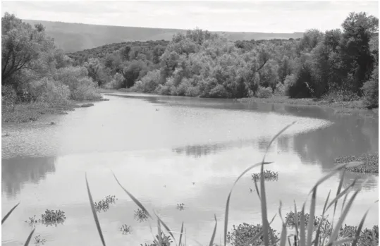 J. A. Coetzee et al. 2009: Before and after the establishment and spread of N. eichhorniae in New Years Dam, South Africa. Released in 1990, N. eichhorniae had reduced the infestation of water hyacinth to 10% cover by 2000. Photos from: J. A. Coetzee, M. P. Hill, M. H. Julien, T. D. Center, and H. A. Cordo. 2009. Biological Control of Tropical Weeds using Arthropods, ed. R. Muniappan, G.V.P. Reddy, and A. Raman. Cambridge University Press