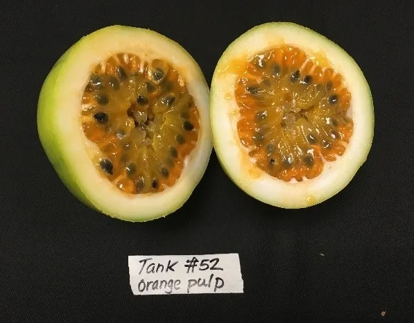 Passion Fruit