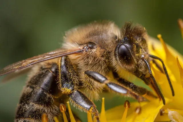 bee-676753_1920