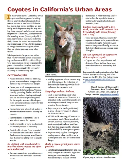 Coyotes in ca urban