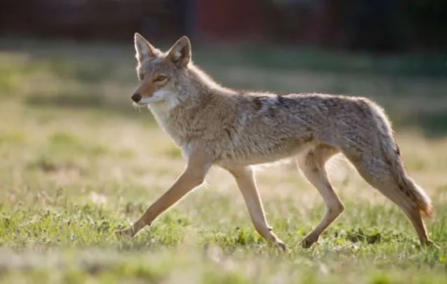 Coyotes