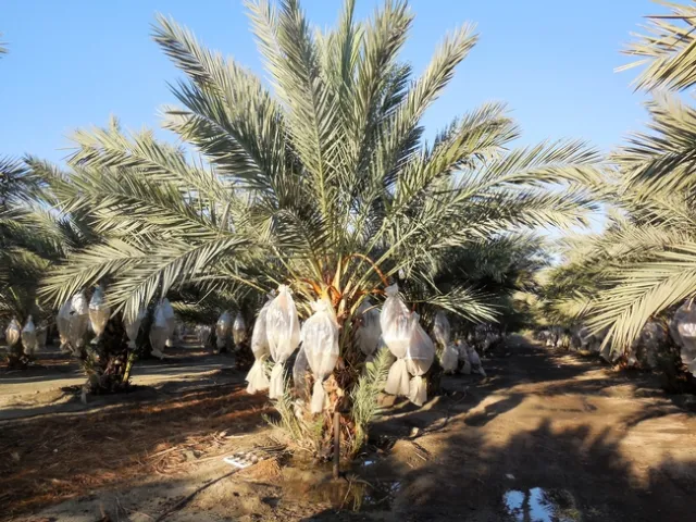 Date harvest
