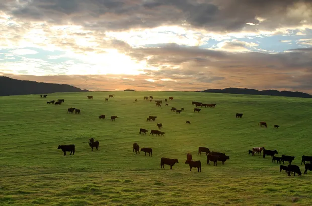 Photo courtesy Elaine Patarini, Paicines Ranch