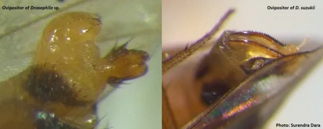 SWD-Ovipositors