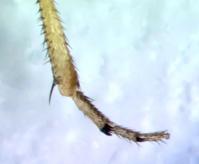 Drosophila suzukii171crop