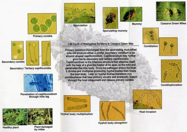 Neozygites floridana in cassava green mite