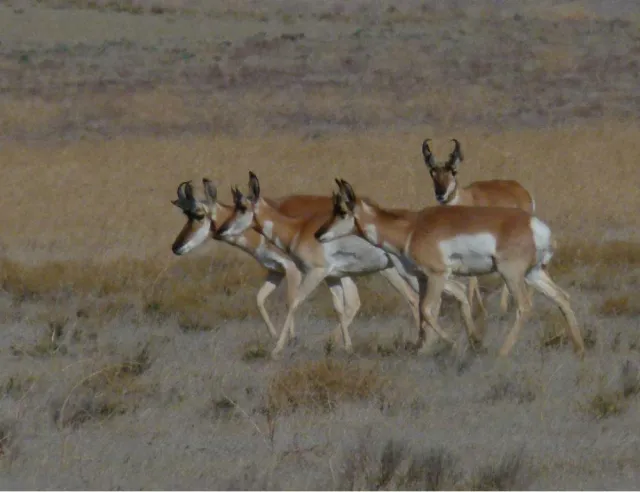 pronghorn tejon ranch T. Maloney