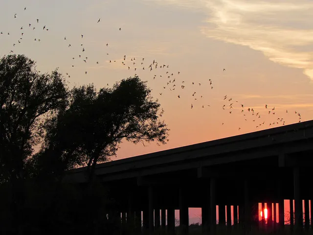 Yolo Basin