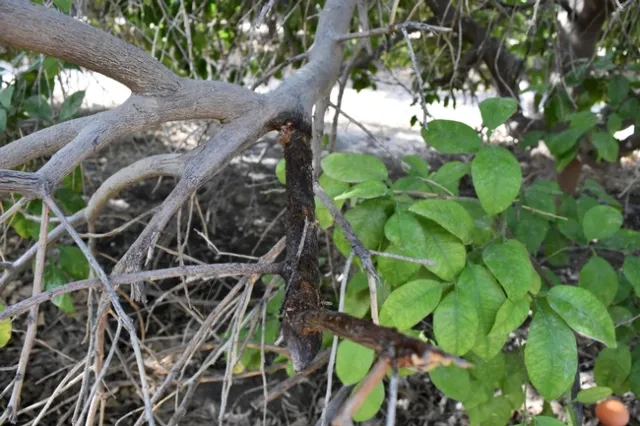 dieback