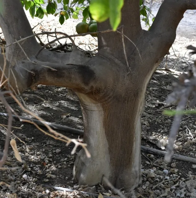 trunk soot