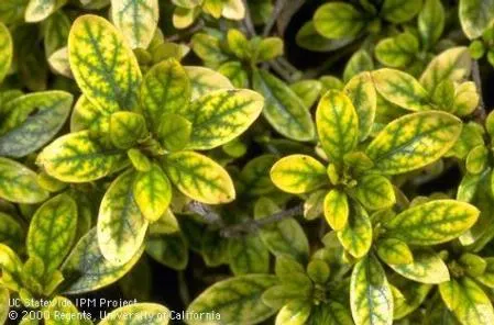 chlorotic trees
