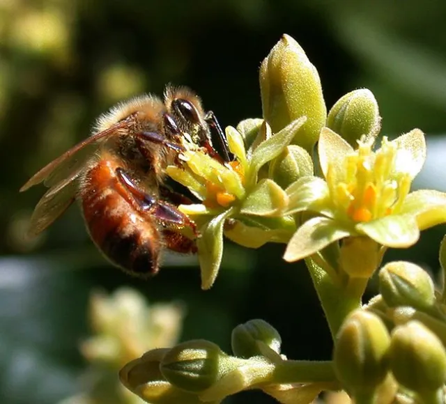 bee