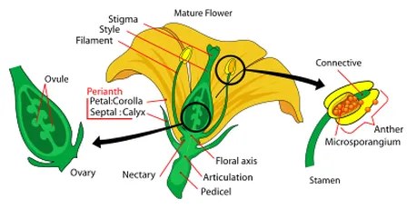Avocado flower
