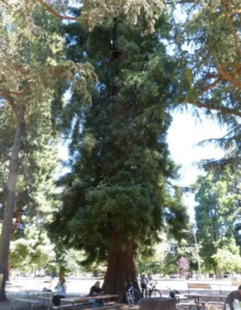 Coast Redwood photo