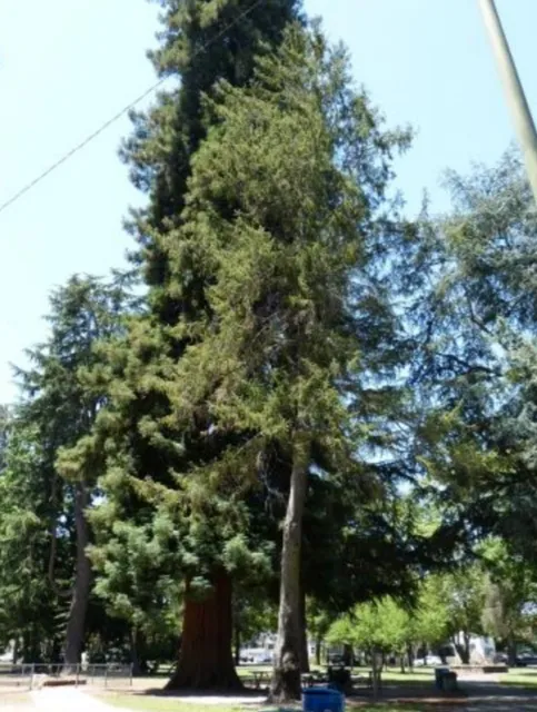 Norway Spruce photo