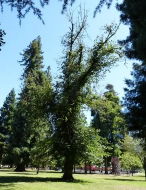 English Elm photo
