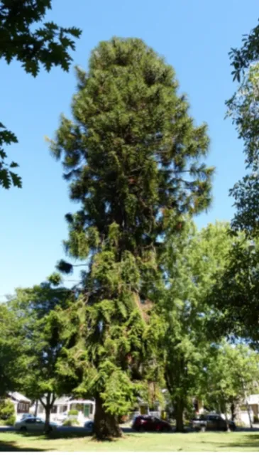 Bunya Bunya photo