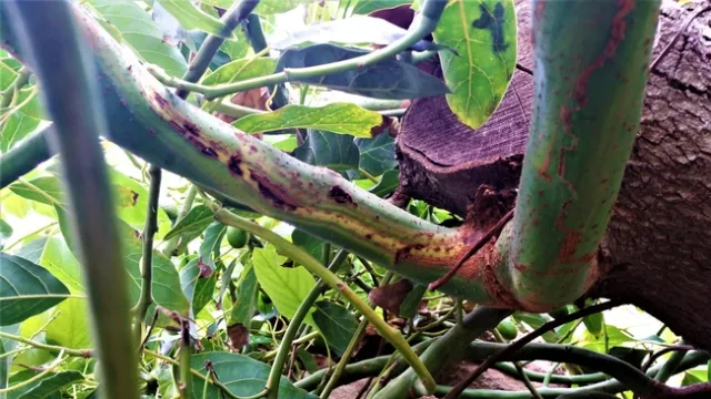 Sun Blotch Branch