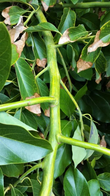 Sun Blotch branch
