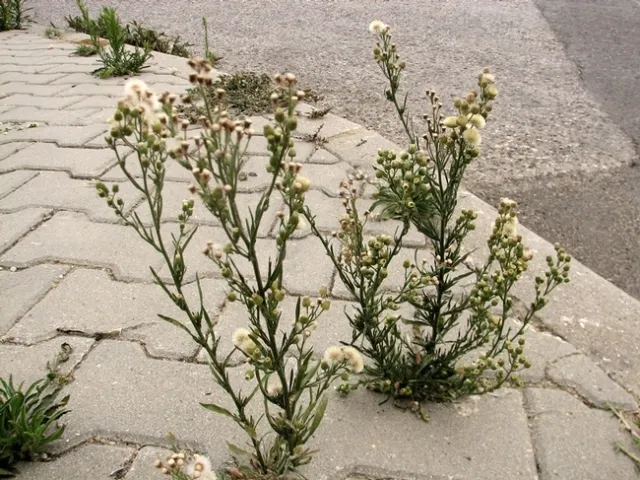 Conyza sidewalk