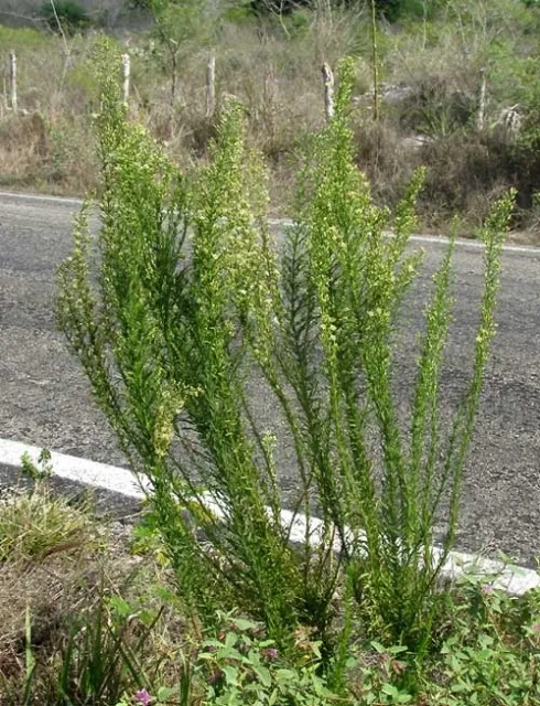 Conyza on the roadside