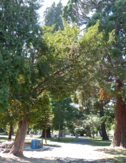 English Yew photo