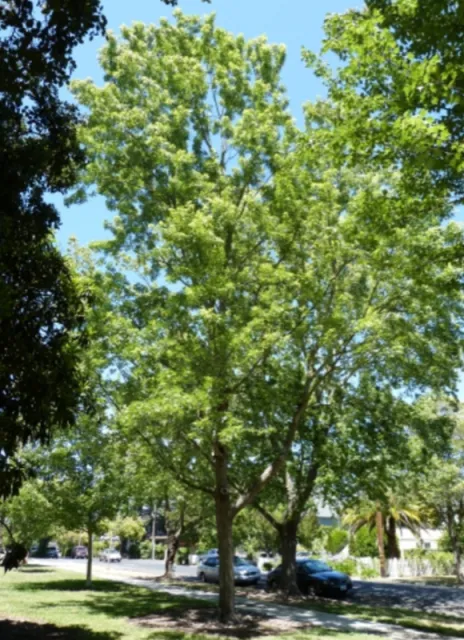 Silver Maple photo