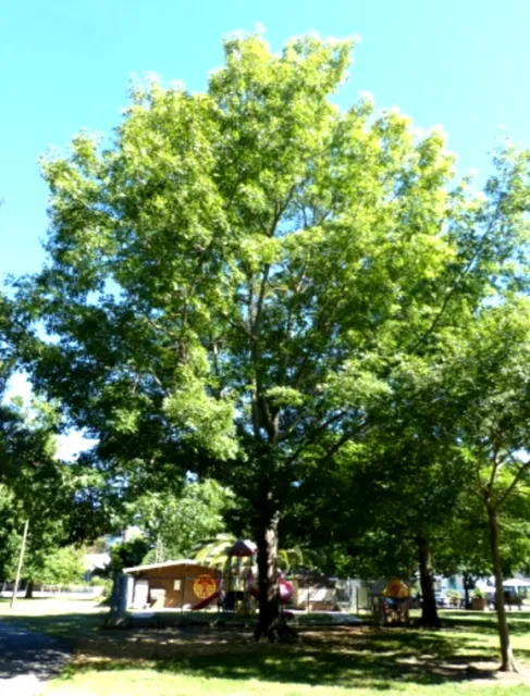 Northern Red Oak