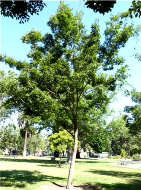 Chinese Hackberry photo