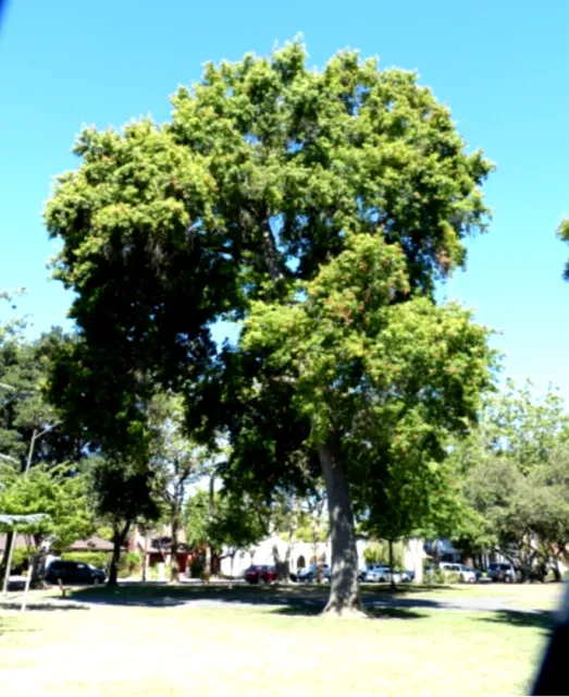 Scarlet Oak photo