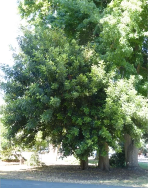 Carob photo