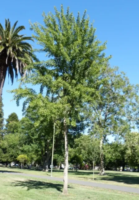 Ginkgo photo