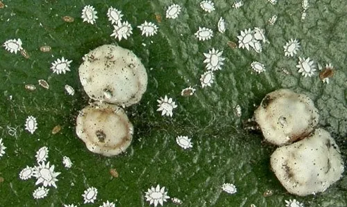 florida waxy scale