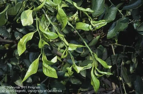 leafminer damage